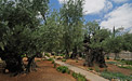 Garten Gethsemane Garten Gethsemane