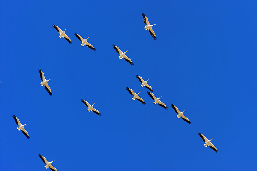 Pelikane über dem Hula-Tal. (© Matthias Hinrichsen)