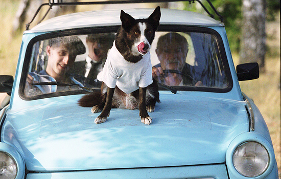 Hund Sammy Davies Jr. Jr. ist zwar verhaltensgestört, ersetzt aber die Augen des Fahrers. (© ZDF und Neil Davidson)