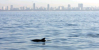 Vor der Küste Israels werden immer wieder Delphine und Wale gesichtet. (Foto: Dr. Aviad Scheinin)