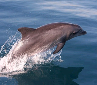 Dieser Delphin wurde vor der Küste Israels am 27. November 2010 gesichtet. (Foto: Dr. Aviad Scheinin)