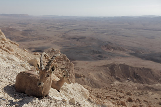 Überlebenskünstler in der Wüste Negev: Syrische Steinböcke haben sich perfekt an felsige Wüstenregionen angepasst. Sie suchen Zuflucht vor Feinden an den steilen Hängen des Ramonkraters, eines gigantischen Erosionskraters. Die Männchen liefern sich zur Paarungszeit erbitterte Kämpfe, die für den Verlierer nicht selten tödlich enden. (Foto: ZDF und Oliver Roetz)