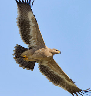 Imposante Erscheinung: ein Steppenadler aus den Weiten Asiens und Russlands auf dem Durchzug. (© Thomas Krumenacker)