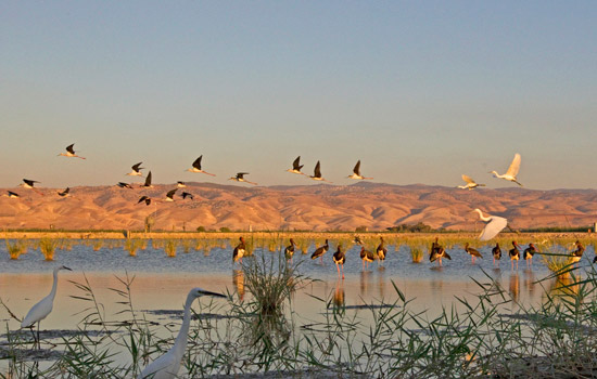 Rast der Zugvögel im Jordantal. (Foto: Thomas Krumenacker)