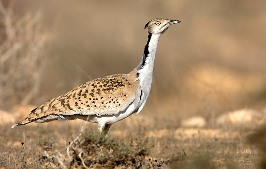 Die weltweit bedrohte Steppenkragentrappe findet in Israel noch genügend Natur, um ihren spektakulären Balztanz aufzuführen. (Foto: Thomas Krumenacker)