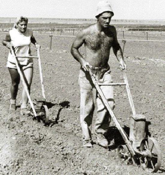 In den Anfangsjahrzehnten wurden die Felder mühevoll bestellt. (Foto: Botschaft des Staates Israel)