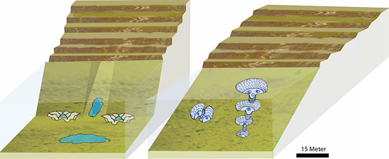 Leben im Toten Meer: Grafische Darstellung der Quellensysteme an der Westküste. (© Max-Planck-Institut für Marine Mikrobiologie)