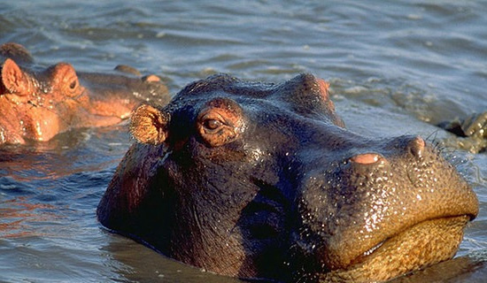 Flusspferde sind eine der Tierarten des ursprünglichen Israel, die heute in israelischen Zoos zu sehen sind. (© WDR)