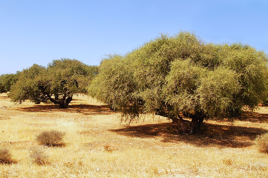 Arganbäume sollen jetzt auch in Israel vermehrt in der Wüstenregion angebaut werden. (© Luc Viator/Wikipedia "Arganier plantation Maroc Essaouira" CC BY-SA 3.0)
