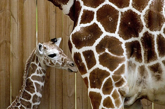 Das Giraffenjunge im Safari-Zoo Ramat Gan erfreut sich bester Gesundheit, nachdem es zuvor Komplikationen gegeben hatte. (© Safari-Zoo Ramat Gan) 