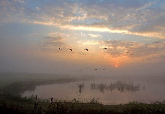 Kraniche im Morgennebel über dem Hula-Tal. (© Thomas Krumenacker)
