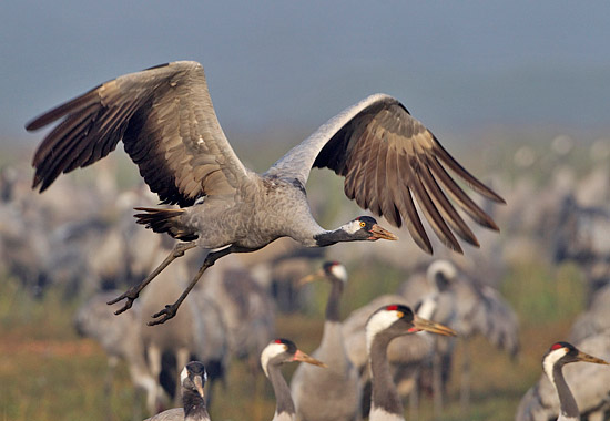 Mehr als 30.000 Kraniche, darunter viele Vögel aus Deutschland, legen im Hula-Tal eine Rast auf dem Zug ins afrikanische Winterquartier ein. (© Thomas Krumenacker)