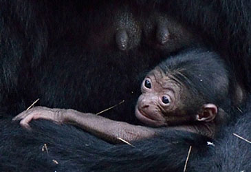 Das kleine Äffchen in den Armen seiner Mutter. (© Ramat Gan Safari-Park)