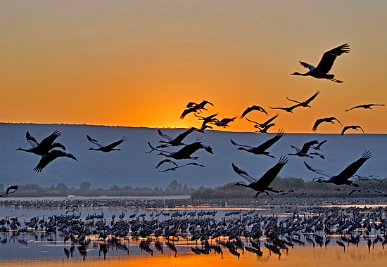 Geheimnis der Zugvögel: Kraniche in der Morgendämmerung. (© Thomas Krumenacker)