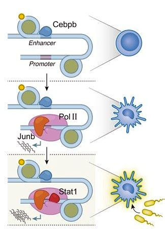 Regulationshierarchie. (© Weizmann-Institut)