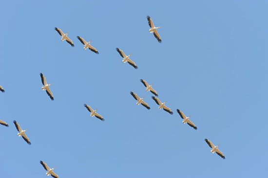 Pelikane kreisen über den Hula-Tal. (© Matthias Hinrichsen)