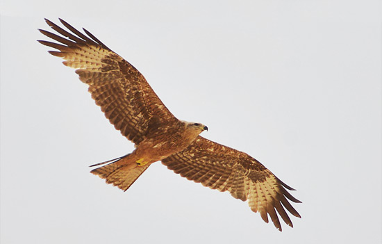 Bussard im nördlichen Negev, Israel. (© Matthias Hinrichsen)