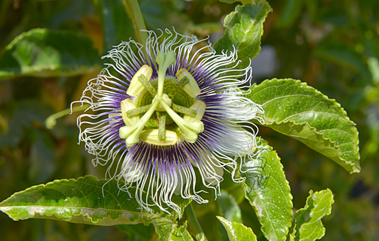 Die Passionsblumen blühen im Süden Israels. (© Matthias Hinrichsen)