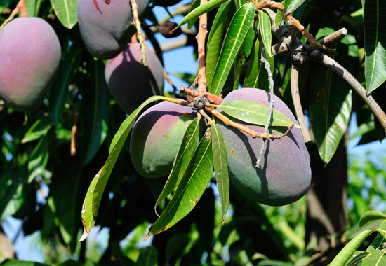 Die Mangos aus Israel sind bereit zur Ernte! (© Matthias Hinrichsen)