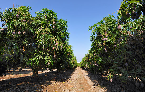 Hier reifen die goldenen Früchte heran: Mangoplantage