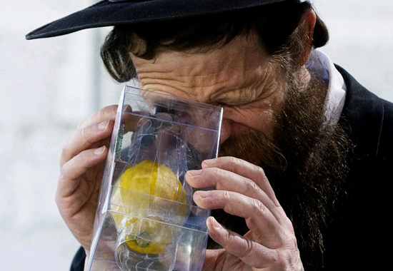 Ein orthodoxer Jude untersucht einen Etrog auf einwandfreien Wuchs. (© GPO)
