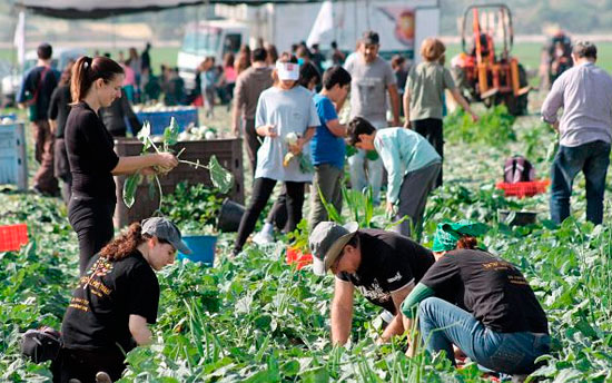 Volontäre ernten für einen guten Zweck in Rehovot. (© Leket Israel)