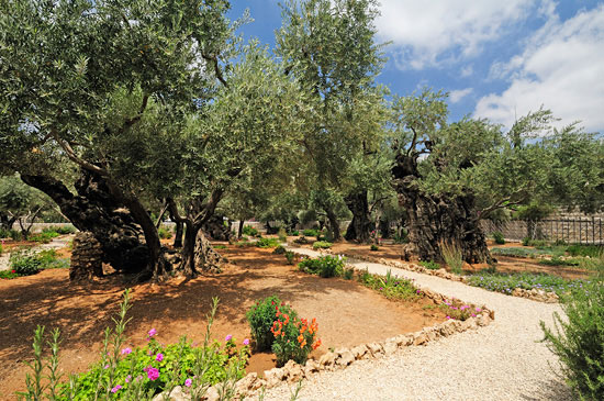 Der Garten Gethsemane in Jerusalem. (© Matthias Hinrichsen)