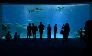 Besucher von Sharks World werden durch einen Tunnel am Beckenboden durch die Anlage geführt und können an großen Schaufenstern die Haie bewundern. (© Coralworld)