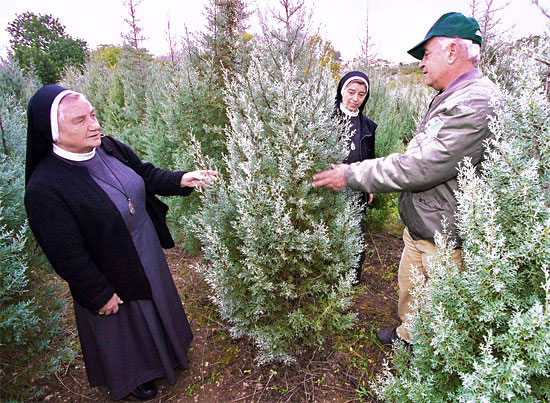 Arizona-Zypressen dienen als Weihnachtsbäume. (© Joe Malcom/KKL-JNF)