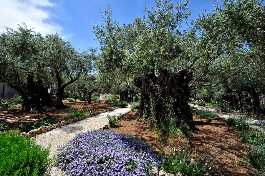 Garten Getsemani in Jerusalem, Israel