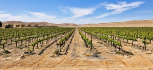 Rubrikenbild Israel Info