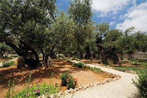 Garten Gethsemane – Getsemani