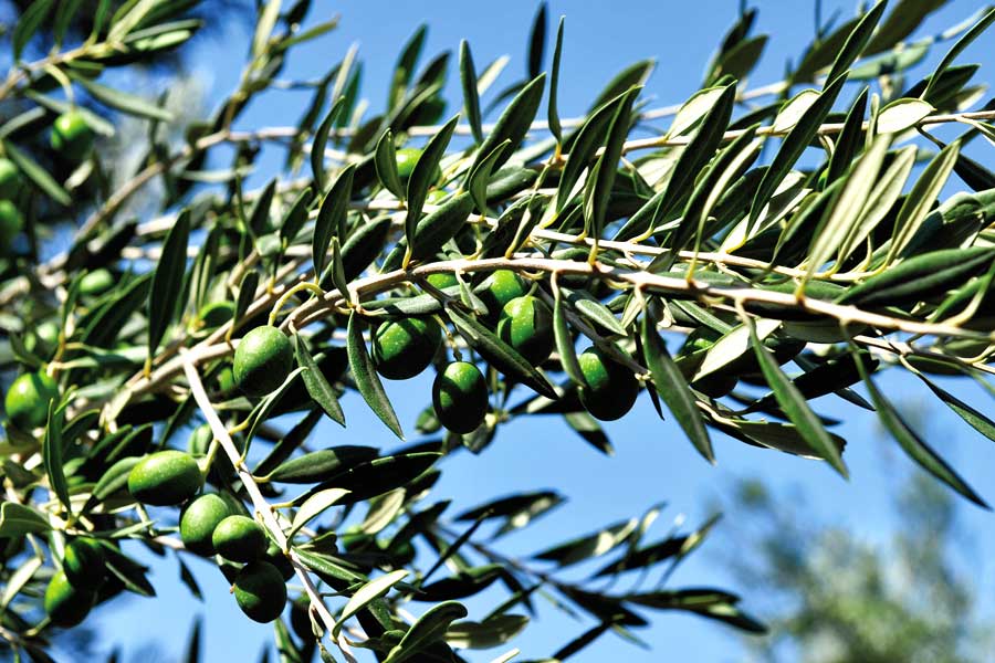 Olivenbaum in Israel.