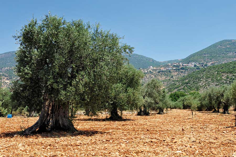 Olivenplantage in Galiläa.