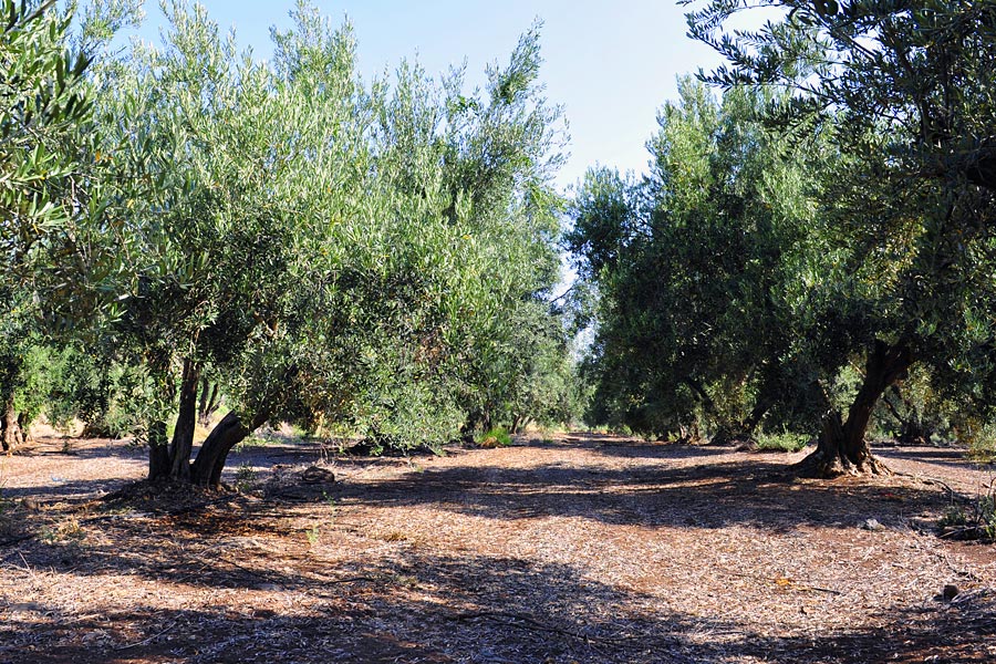 Olivenbäume in Israel