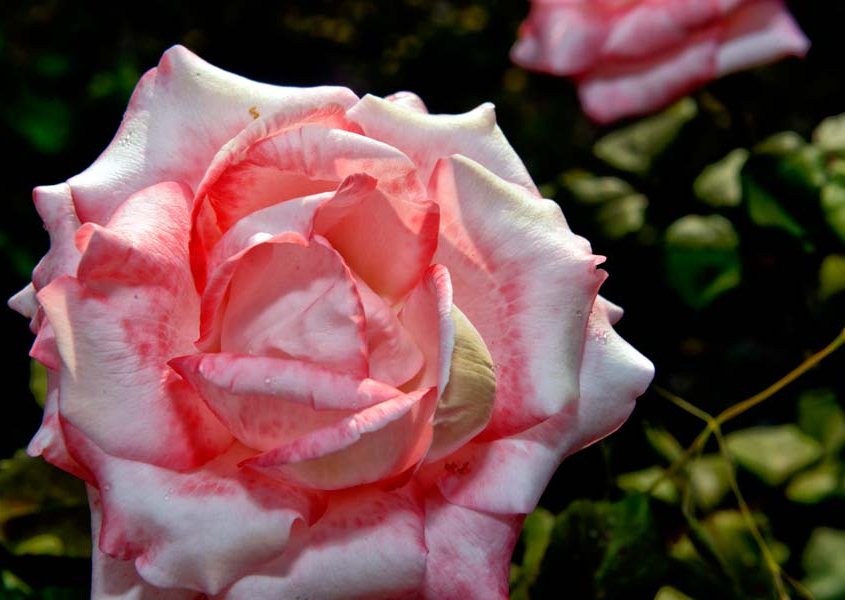 Bezaubernde Blütenpracht im Wohl Rose Park